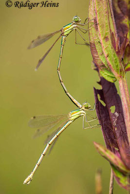 Lestes barbarus (Südliche Binsenjungfer) Tandem, 26.7.2021