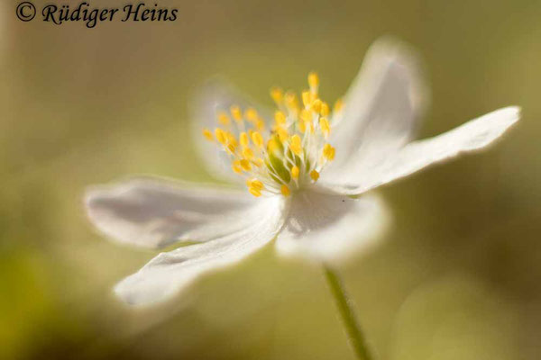 Anemone nemorosa (Buschwindröschen), 27.3.2022