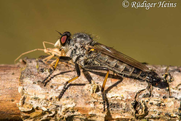 Neoitamus cyanurus (Gemeiner Strauchdieb) Männchen
