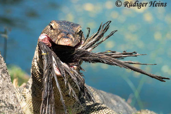 Bindenwaran (Varanus salvator), 25.01.2023 - Panasonic DMC-FZ 1000