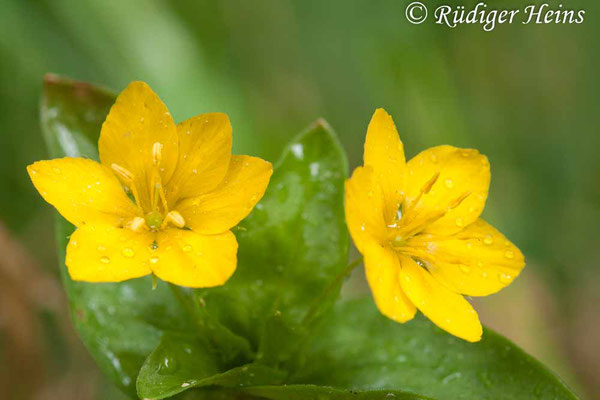 Lysimachia nemorum (Hain-Gilbweiderich), 14.5.2011