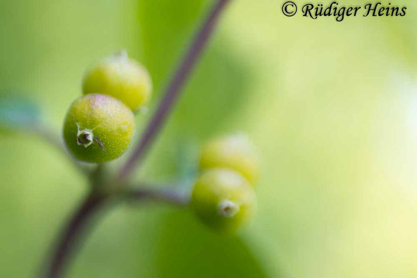 Rote Heckenkirsche (Lonicera xylosteum) Beere, 17.6.2023 - Lensbaby Sweet 35mm f/2