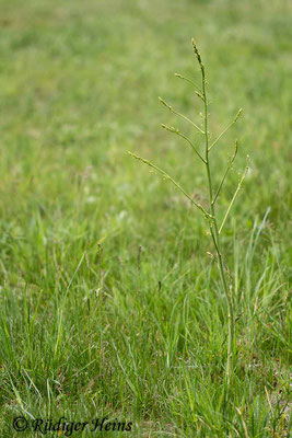 Asparagus officinalis (Weißer Spargel), 18.05.2020