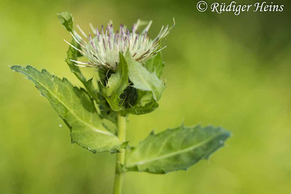 Cirsium oleraceum (Kohl-Kratzdistel), 28.9.2025
