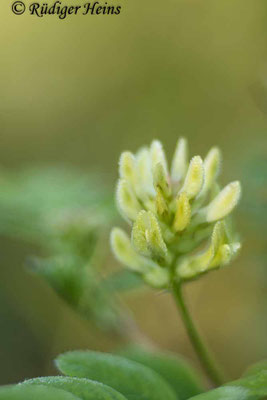 Astragalus glycyphyllos (Bärenschote)