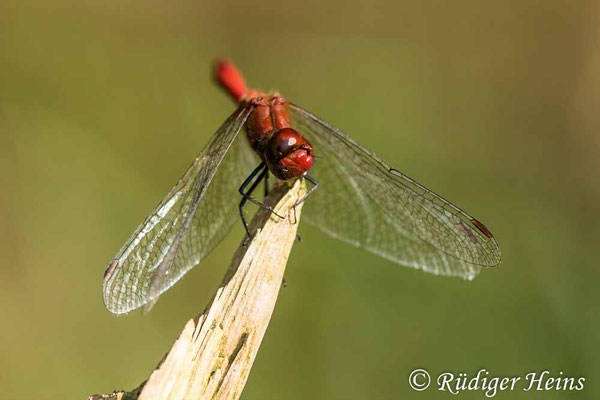 Sympetrum sanguineum (Blutrote Heidelibelle) Männchen, 14.9.2021