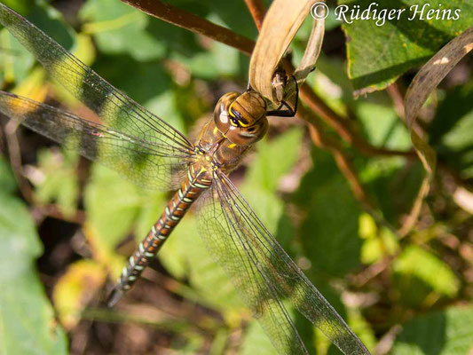 Aeshna mixta, Herbst-Mosaikjungfer, Weibchen