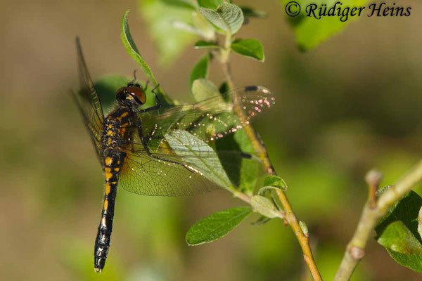 Leucorrhinia caudalis (Zierliche Moosjungfer) junges Weibchen, 21.5.2017