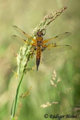 Libellula quadrimaculata, Vierfleck, Männchen