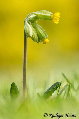 Primula veris (Echte Schlüsselblume), 12.4.2014