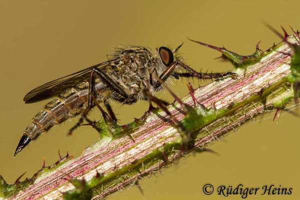 Tolmerus atricapillus (Gemeine Raubfliege) Weibchen, 4.8.2013