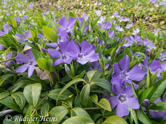 Vinca minor (Kleines Immergrün), 24.4.2022