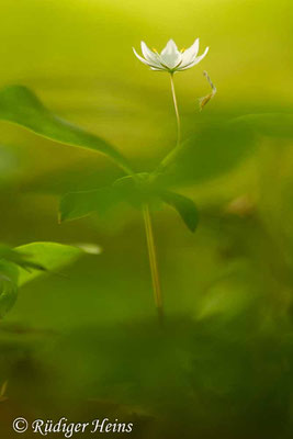 Trientalis europaea (Siebenstern), 12.5.2019