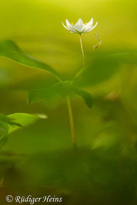Trientalis europaea (Siebenstern)