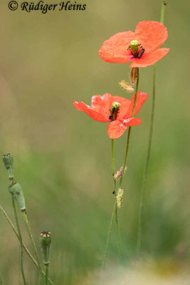 Papaver dubium (Saat-Mohn), 17.7.2022