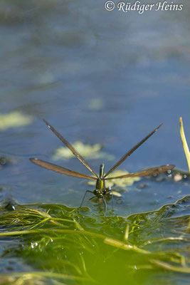 Calopteryx virgo (Blauflügel-Prachtlibelle) Eiablage, 18.7.2023