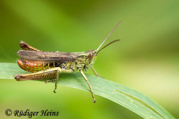 Chorthippus dorsatus (Wiesengrashüpfer) Männchen, 27.8.2017