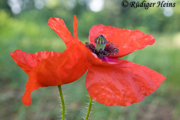 Papaver rhoeas, Klatschmohn