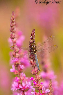 Orthetrum coerulescens (Kleiner Blaupfeil) Männchen, 22.7.2019