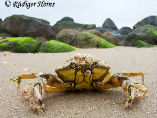 Carcinus maenas (Gemeine Strandkrabbe)