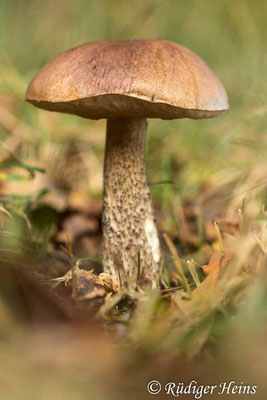 Leccinum scabrum (Birkenpilz), 26.10.2022