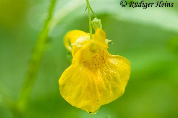 Impatiens noli-tangere (Großes Springkraut), 27.7.2023