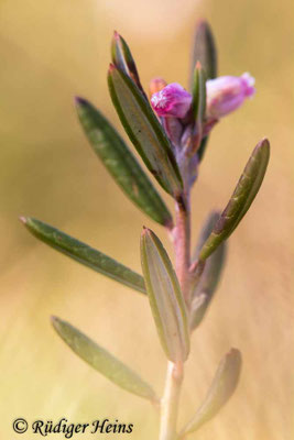 Andromeda polifolia, Rosmarinheide