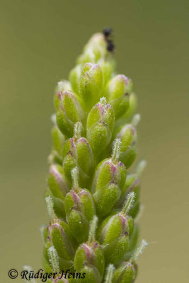 Plantago major (Breitwegerich), 31.7.2022