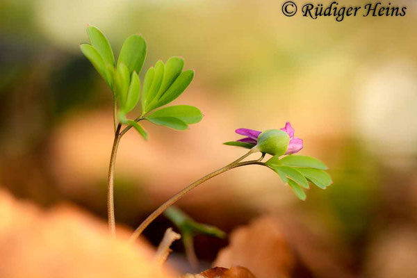 Corydalis intermedia, Mittlerer Lerchensporn