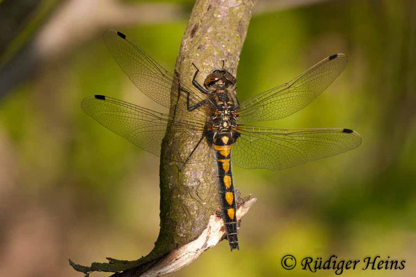 Leucorrhinia rubicunda (Nordische Moosjungfer) Weibchen, 10.5.2006