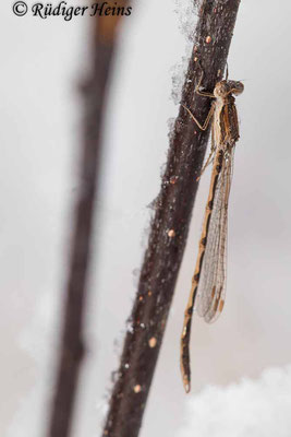Exponiert sitzendes Männchen der Gemeinen Winterlibelle in verschneiter Umgebung, 19.11.2024 - Makroobjektiv 180mm f/3.5