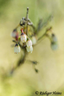 Vaccinium uliginosum, Rauschbeere
