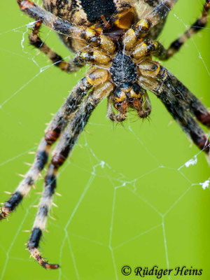 Araneus diadematus (Gartenkreuzspinne)