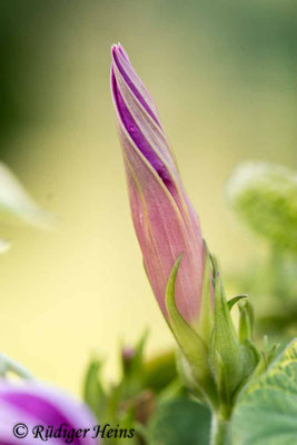 Ipomoea purpurea (Purpur-Prunkwinde), 25.6.2021