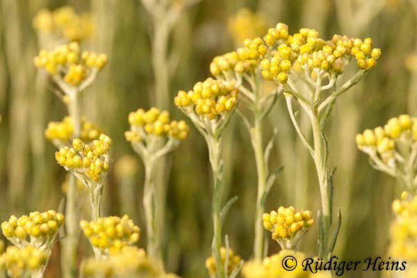 Helichrysum arenarium (Sand-Strohblume)