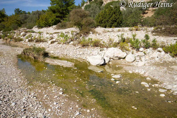 Trithemis festiva (Schwarzer Sonnenzeiger) Habitat auf der Insel Rhodos, 27.10.2015