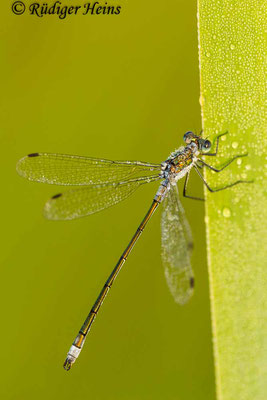 Lestes sponsa (Gemeine Binsenjungfer) Männchen, 22.7.2016