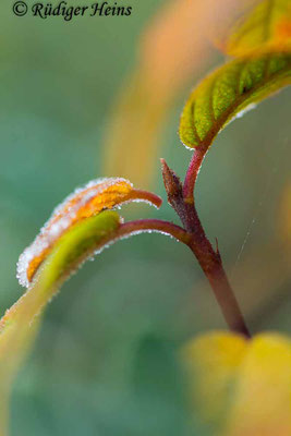 Rhamnus frangula (Faulbaum), 20.10.2022