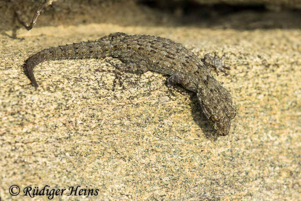 Mediodactylus kotschyi (Ägäischer Nacktfinger), 15.5.2024