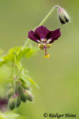 Geranium phaeum (Brauner Storchschnabel), 21.4.2024