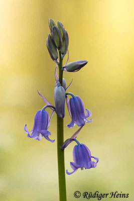 Hyacinthoides non-scripta (Atlantisches Hasenglöckchen), 2.5.2022