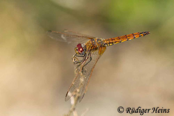 Trithemis annulata (Violetter Sonnenzeiger) Weibchen