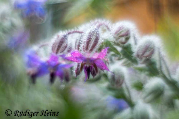 Borretsch (Borago officinalis), 13.11.2021 - Pancolar 50mm f/1,8 (gedrehte Linse)