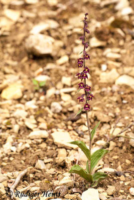 Epipactis atrorubens (Rotbraune Stendelwurz), 14.6.2012