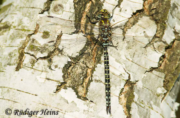 Aeshna subarctica (Hochmoor-Mosaikjungfer) Männchen, 17.9.2024