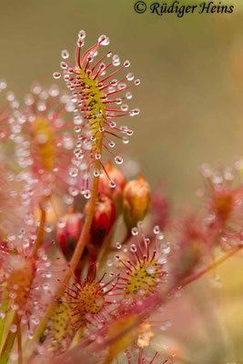 Drosera intermedia (Mittlerer Sonnentau), 16.8.2016