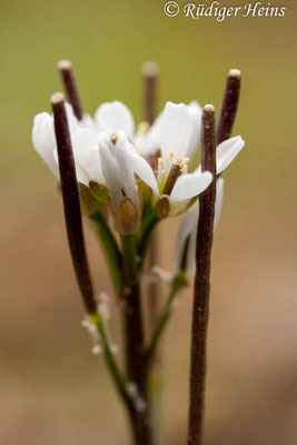 Cardamine hirsuta (Behaartes Schaumkraut), 8.3.2020