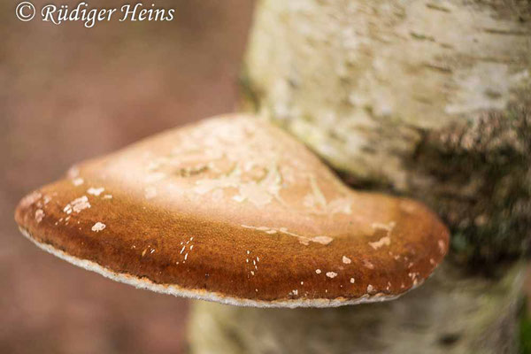 Fomitopsis betulina (Birkenporling), 22.1.2021