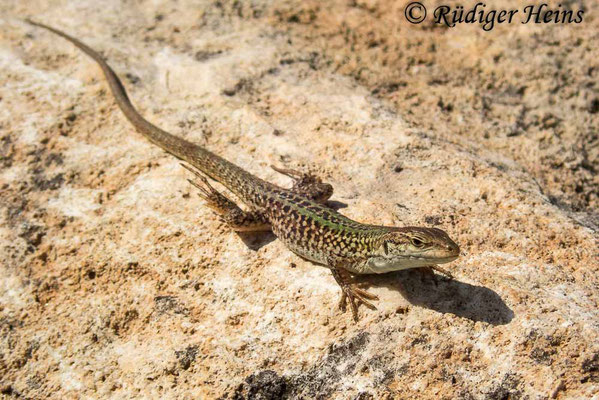 Podarcis sicula (Ruineneidechse), 22.9.2019