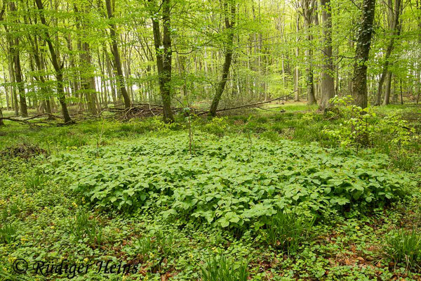 Paris quadrifolia (Vierblättrige Einbeere) Pflanzengruppe, 15.5.2021 - Weitwinkelzoom 16-35mm f/4